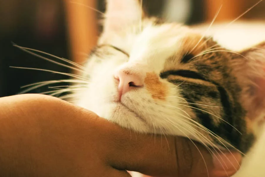 pet dryer machine box